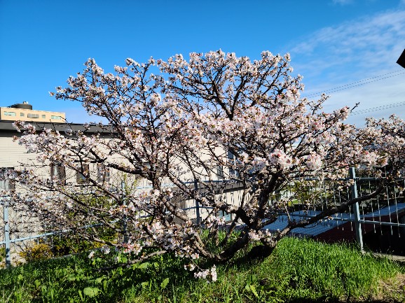 桜近景